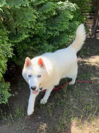Nova