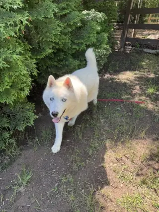 Nova