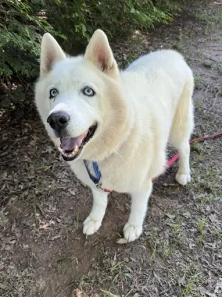 Nova