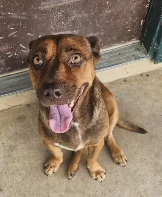 Hazel