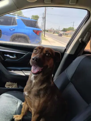 Hazel