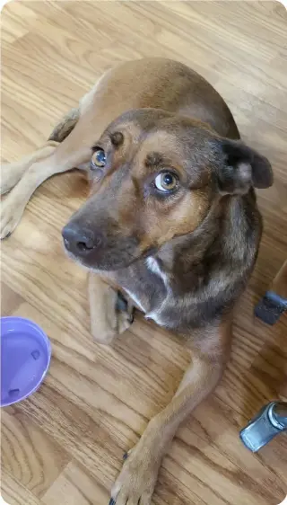 Hazel