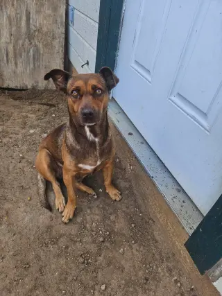 Hazel