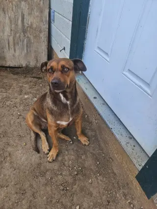 Hazel