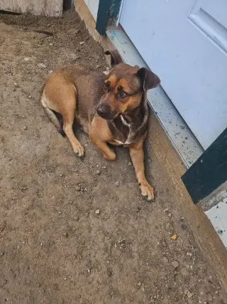 Hazel