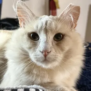 Rupert