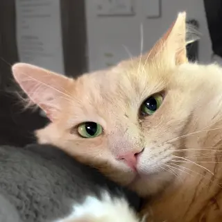 Rupert