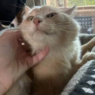 Rupert