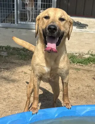 Darcy
