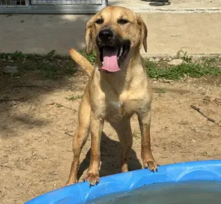 Darcy