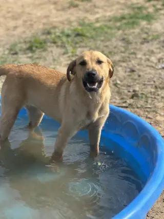 Darcy