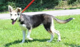 Lou 43436