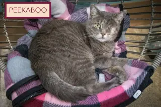 Peekaboo (FCID# 05/28/2026 - 1 Trainer)