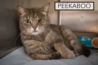 Peekaboo (FCID# 05/28/2026 - 1 Trainer)