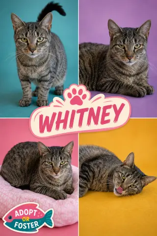 Whitney (FCID# 05/28/2026 - 53 Trainer)