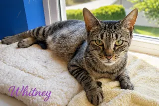 Whitney (FCID# 05/28/2026 - 53 Trainer)