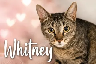 Whitney (FCID# 05/28/2026 - 53 Trainer)