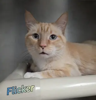 Flicker