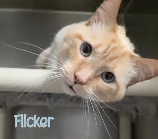 Flicker