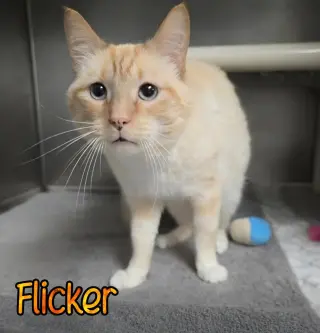Flicker