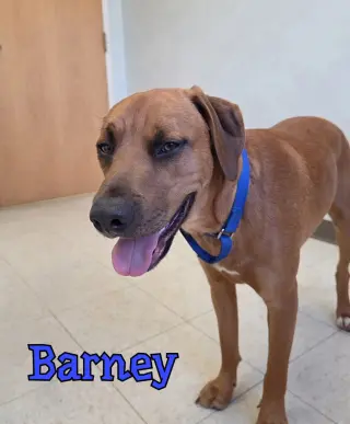 Barney