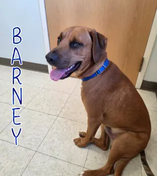 Barney