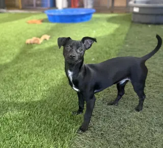 Pepper