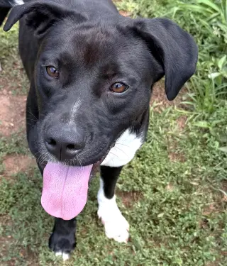 Onyx
