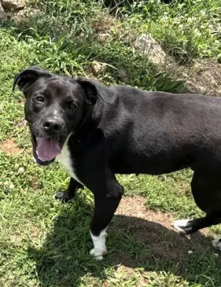 Onyx