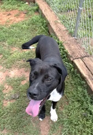 Onyx