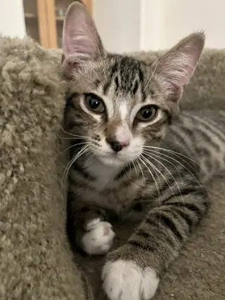 Loki