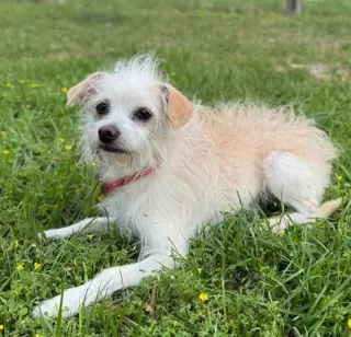 Toulouse in TX