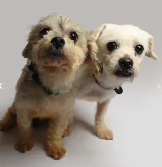 Mia and Coco in TX