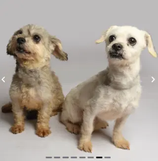 Mia and Coco in TX