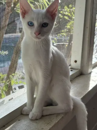 Duke
