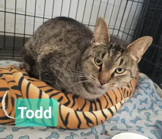 Todd