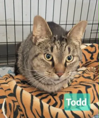 Todd