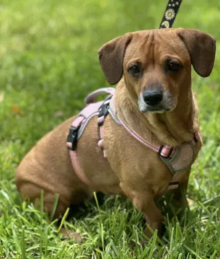 Maple