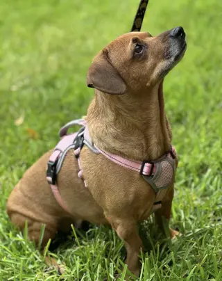 Maple