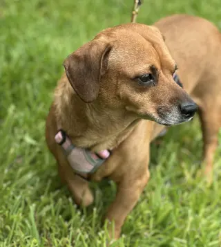 Maple
