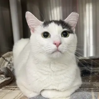 Prince