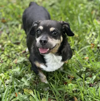 Wally