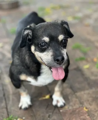 Wally