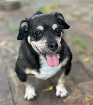 Wally
