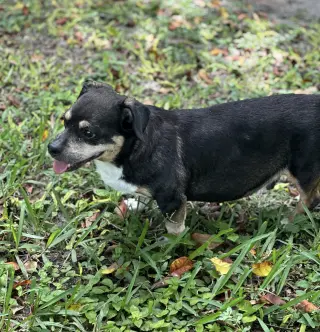 Wally