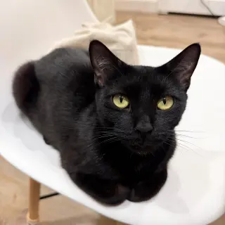 Shady Luna