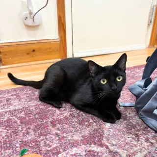Shady Luna