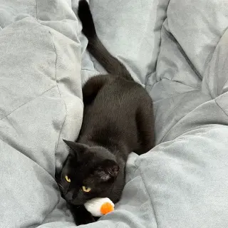 Shady Luna