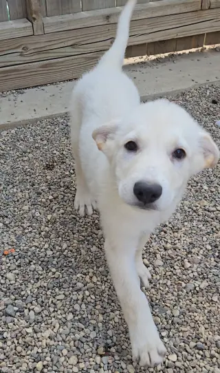 Pita