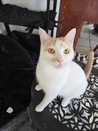 Fiona AKA Silly Goose